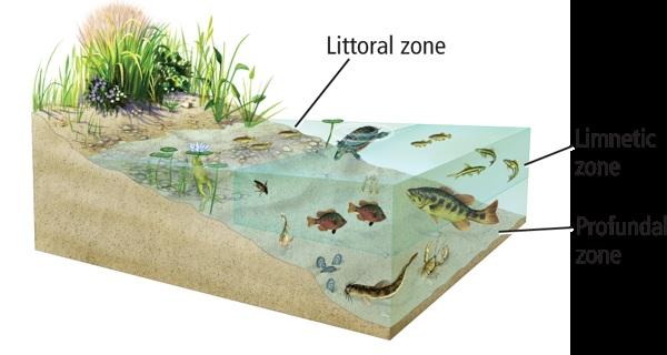 A. groundwater B. rivers C. oceans D. glaciers Use the diagram below to answer question 9. 9. In which area of the lake is there likely to be the greatest diversity of plankton? A. littoral zone B.