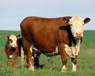Cattle Management Practices For Difficult Times (Continues) Produce calves to fit a predetermined market. This is a frame of mind and starts with your breeding program.