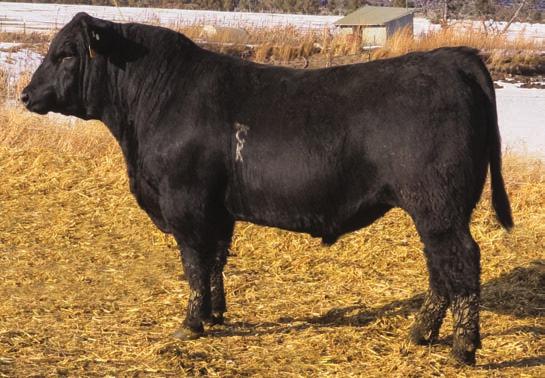 Lot 41 - Bar CK 1004Z 5194C Calving ease son of Rogers that adds top 3% Marbling and top 15% Yield Grade to his best 1% API. 38 200 87 21-4.4 47 0.18 76 31 12 10 9 9 1.08-0.18 0.