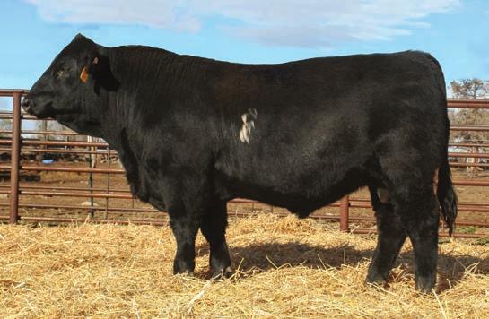 Our deepest offering yet... Lot 55 - BAR CK U085 5078C Top 1% API Rest Easy son that is best 2% Calving Ease and still above breed average for ADG.