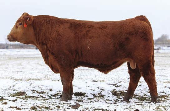 ...over half way through and these 10 bulls still average in the top 1% API Reference Sire Bar CK Hunter 3006A Lot 59 - BAR CK 225Z 5182C Deep, Thick and Powerfully made, This top 1% API Shear Force