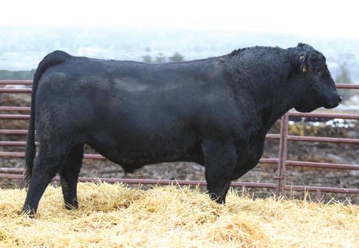 ...Here we find more 200 API bulls showing up in the last 25% of the sale Reference Sire - Bar CK Luck B1206Y 77 161 81 15-1.3 58 0.24 97 24 9 5 11 26 0.77-0.14 0.
