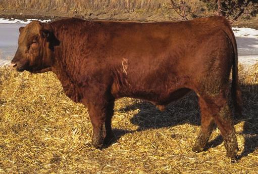...not your average bull development facility Lot 90 - Bar CK 3006A 5159C Note the balance in these last 20 bulls.