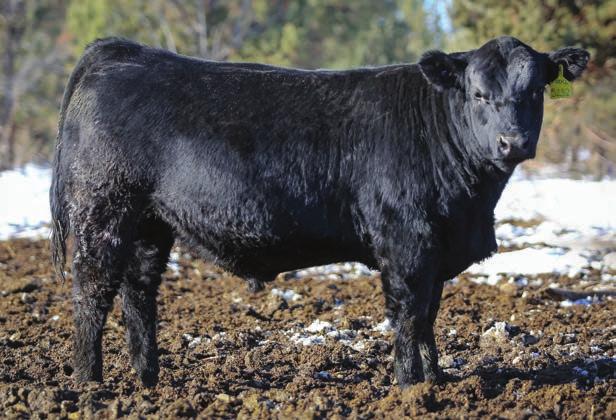 Strong till the end... Lot 99 - Bar CK 1004Z 5232C Use Purebred Simmental bulls - like Lot 99 - to maximize heterosis on a set of commercial Angus or Red Angus cows. 94 165 78 16-1.7 50 0.