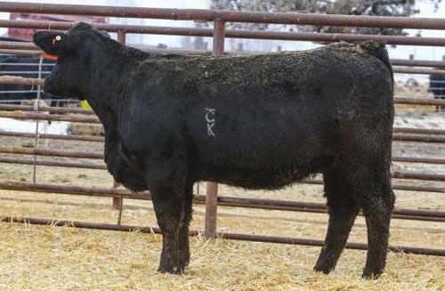 ...Bred Heifers that average in the top 5% for API & 10% for TI Lot 207 - Bar CK Ms 3006A 5045C Lot 209 - Bar CK Ms Rebel 5086C 206 161 71 19.2-5.1 43 0.16 68 23 6 11 17 3 0.56-0.12 0.