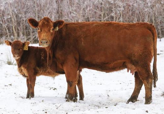 Sale cattle are free of all know testable genetic defects, currently monitored by the ASA.