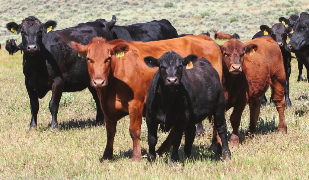 Bar CK Reference Sires Sires of Sale Bulls, Sale Heifers and Service Sires of Bred Females Name Breeds API TI CE BW WW ADG YW MCE Milk STY Doc CW YG MRB REA BAR CK SNOOZE 4015B 1/2 SM 220 94 23-6.
