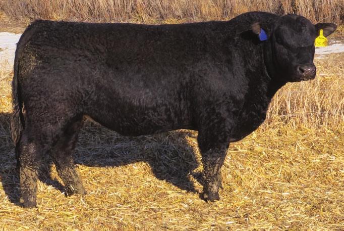 You can have "Angus" Calving Ease.