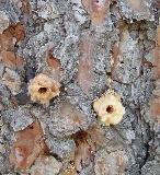 Managing Mountain Pine Beetle (MPB) Attacking Urban And Shelterbelt Trees In Montana 1) Learn to recognize the signs and symptoms of MPB attack.