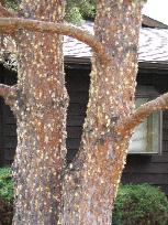 Remove and destroy infested trees by June 1 before beetles emerge to attack nearby trees. Do not bring infested firewood onto your property.
