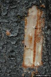 As the adult beetles chew and construct galleries underneath the bark they push out the dust.