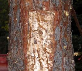 When a tree is attacked by hundreds of beetles, the inner bark is destroyed by their feeding activity (middle picture).