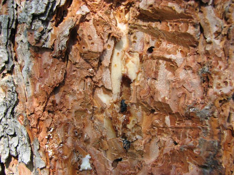 Figure 6: Adult mountain pine beetles under the bark of a Scots pine tree. These are tiny beetles not much larger than a grain of rice.