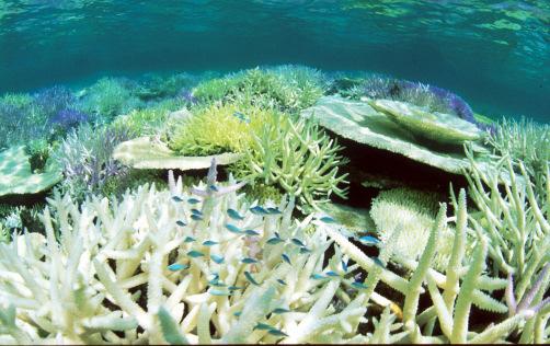 = Coral Reef Bleaching Combined Effects of Temp & ph By corals or other zooxanthellate organisms (soft corals, giant clams, sponges, etc.
