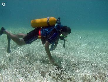 2008 PNAS Mass Coral Reef Bleaching High temperature (size of anomaly & duration) + extenuates stress Bleaching white skeleton shows through tissue Coral recovers or dies If