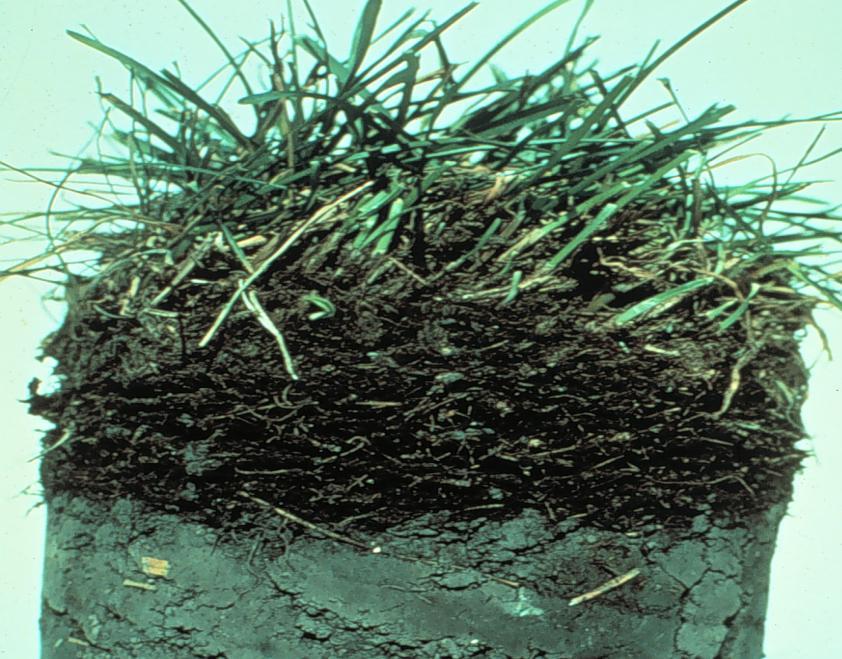 Thatch Cultural Practices Thatch can choke out and thin a lawn by preventing