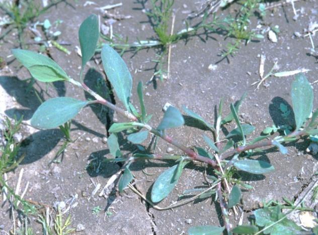 Common Conditions that Promote Weeds