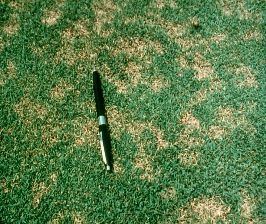 Dollar Spot: Active during warm, moist weather in the