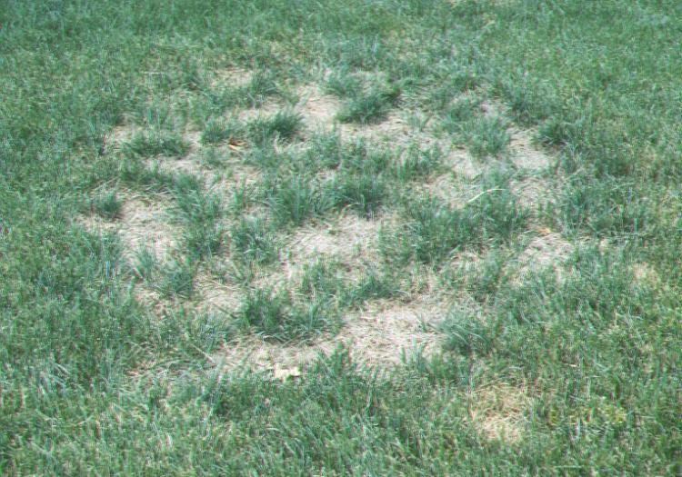 Grass is severely thinned Lesions appear irregular shaped at