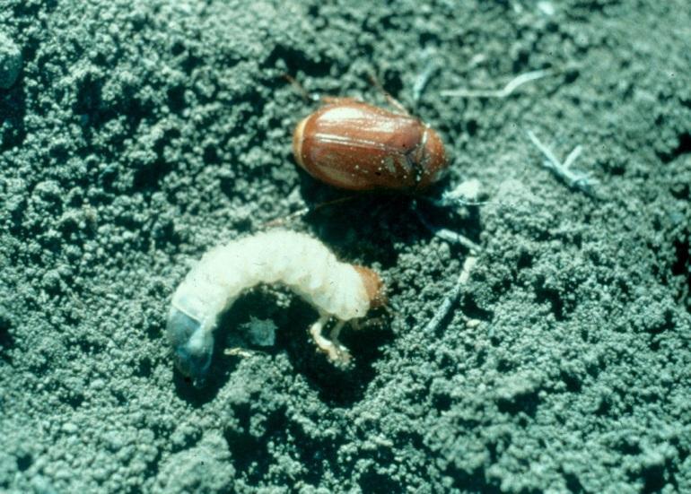 White Grubs - are the larval stage of several insect