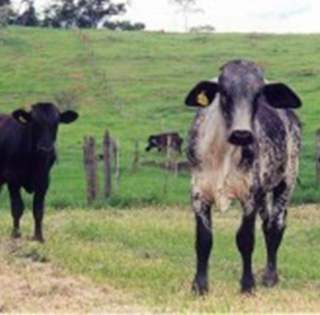Genomic selection applies to synthetic breeds
