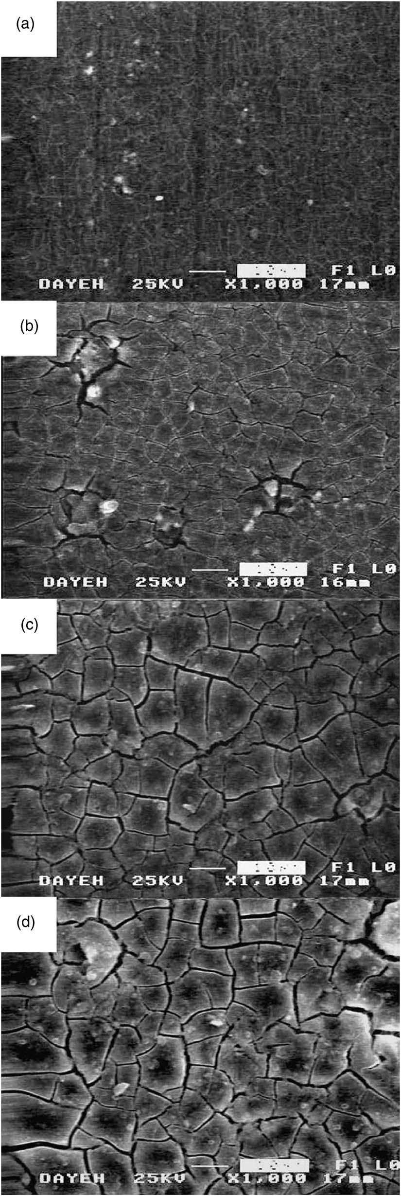 min resulted in thicker coating and larger microcracks having wider crack openings Fig. 1b. The coating continued to grow and larger microcracks formed with continued immersion, as shown in Fig.