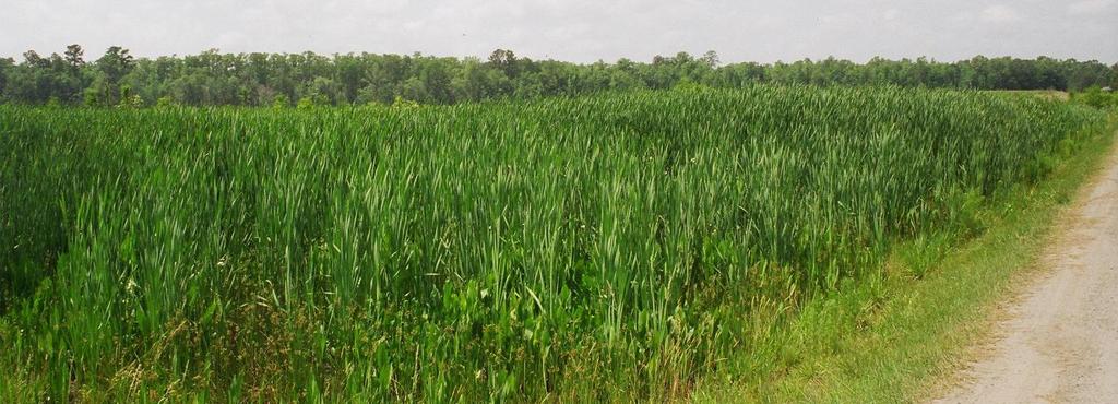 Native Wetland Buffer Plantings Reduce phosphorus loadings by 2-8 lb Enhance habitat for wide range of