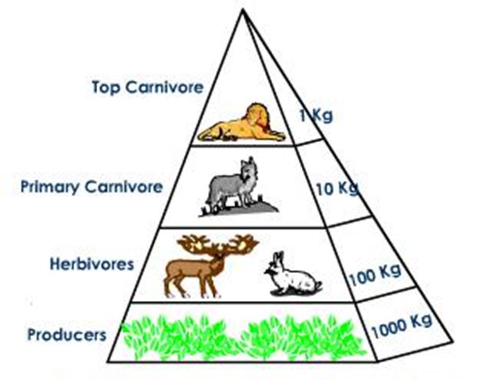 Pyramid of Biomass Pyramid of Biomass - represents the relative