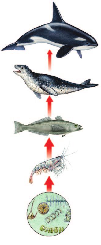 Figure 1.6 Food Chain Energy is transferred from one organism to another in a food chain. Algae are the producers in this ocean food chain.