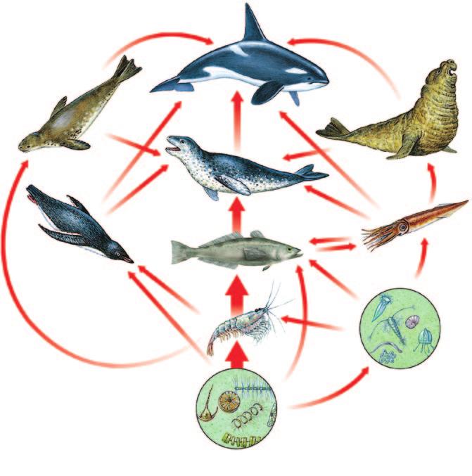 Figure 1.6 shows a typical food chain in an ocean ecosystem. Algae are eaten by krill, which are eaten by fish, such as the Antarctic toothfish.