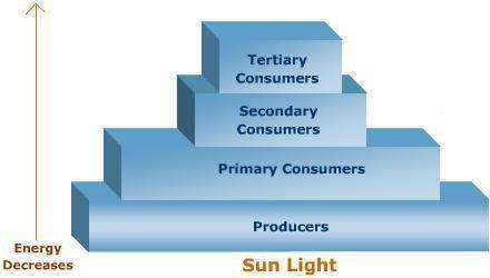 What level of the food pyramid stores the