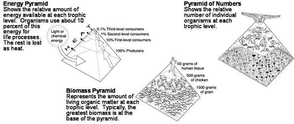 Ecological pyramids An ecological pyramid is a graphical