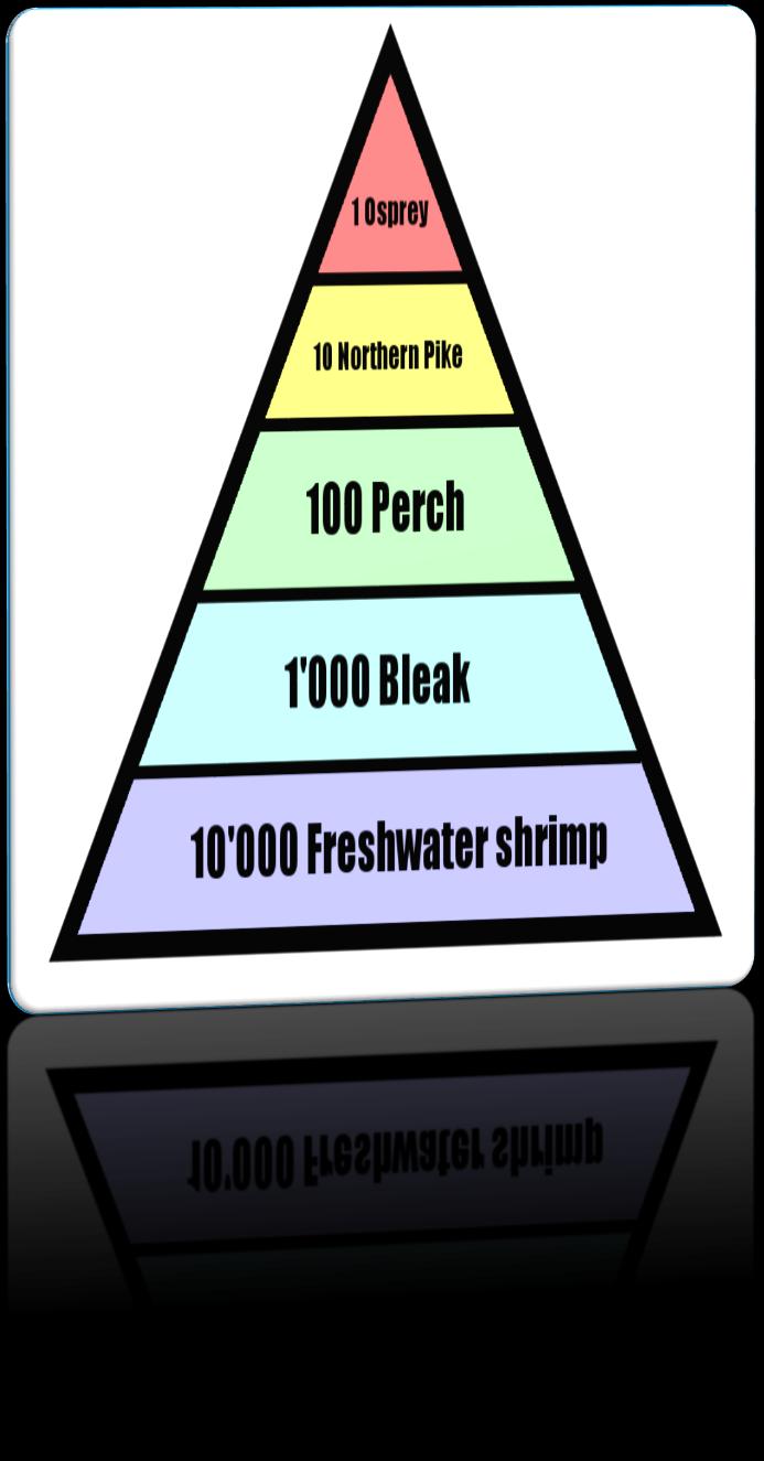 Pyramid of numbers This pyramid shows the number of organisms in each trophic level.