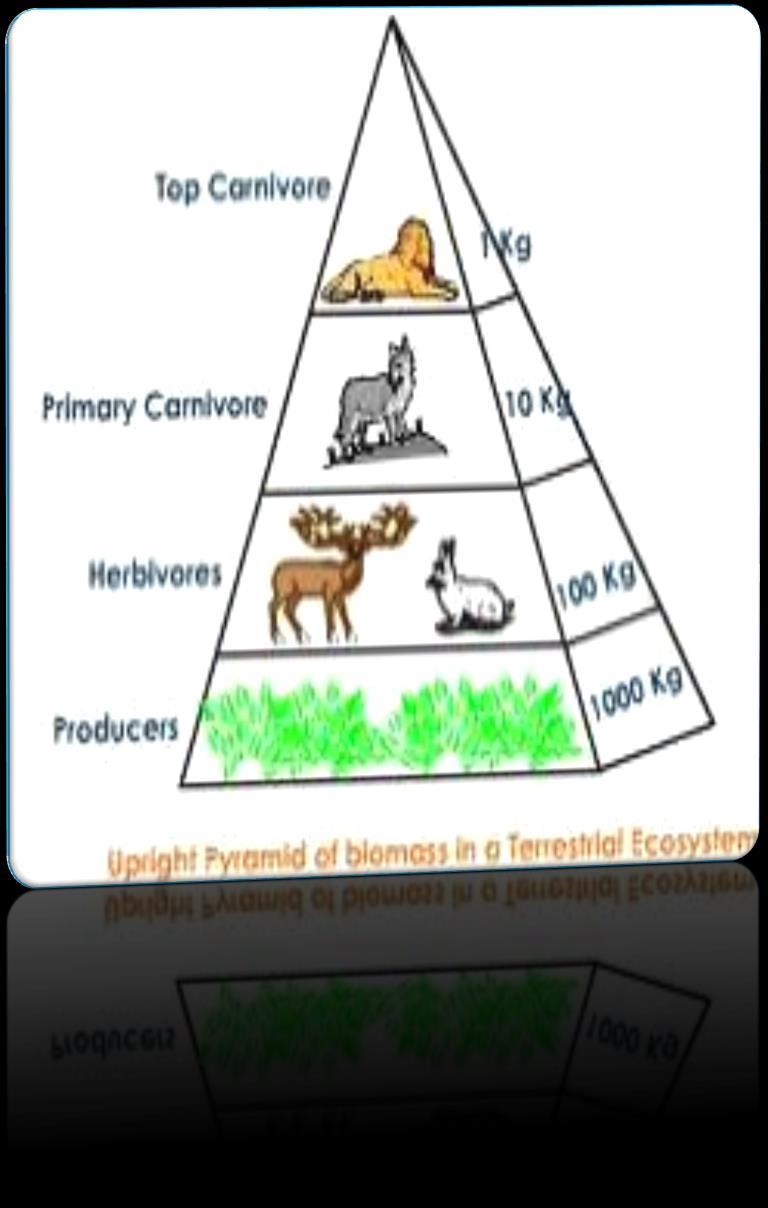 Pyramid of biomass This pyramid shows