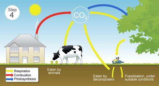 Step 4 The dead organisms are eaten by decomposers and the carbon in their bodies is returned to the atmosphere as carbon dioxide.