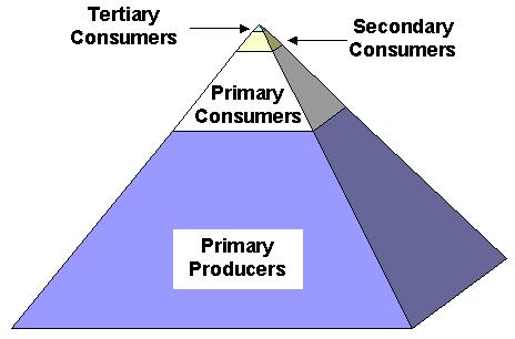 Pyramid of Biomass Each tier represents the standing