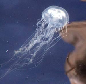 Fisheries Declines Assessment of Sea Nettle