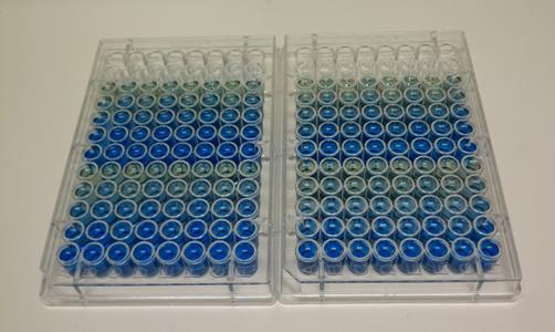 Standards and unknown protein samples were added to the Coomassie reagent (150 µl each) in the final microplate and incubated at room temperature for 10 minutes.