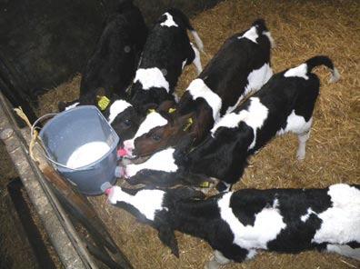 [PAGE 5 OF 7] Fast growing calves in The Netherlands Sales representative Rene Bos from The Netherlands got a nice response with a photo from Egbert Harmsen, a satisfied SiryX user.