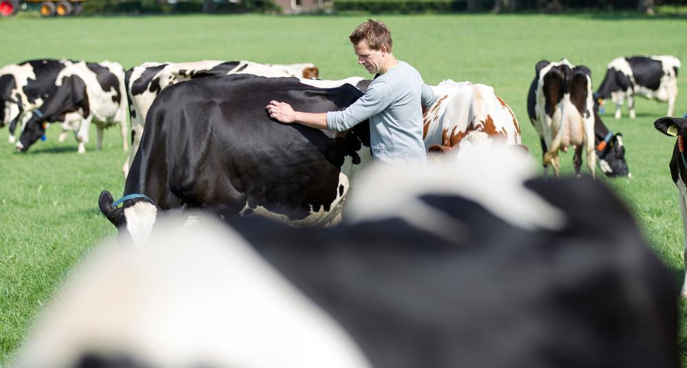 19,000 ambitious member farmers are the owners of FrieslandCampina Well cared-for cows and
