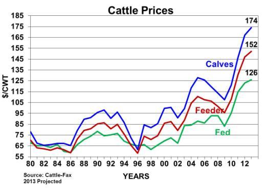 cattle slaughter in 2012 13