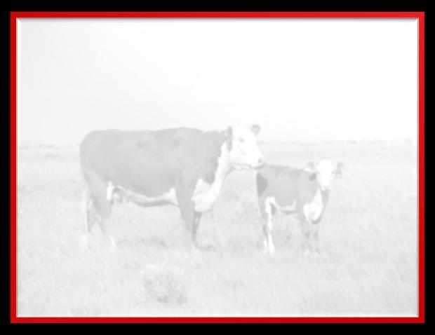Drought Management Plan: Goals for the cow/calf enterprise: Minimize negative impact on the grazed forage resource Keep productive cows in the herd Secure feeds Stay profitable Sequential Step-wise