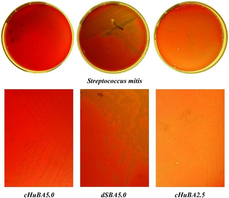 Streptococcus mitis The numbers of colonies of S. mitis strains were similar on dsba5.0, chuba5.0, and chuba2.5. The colony appearances were nearly identical on all three agars; only on chuba5.
