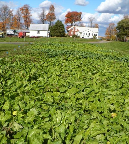 Fall Seeded Brassica Seeded in mid- August 5 lbs per acre seeding rate Mid-September 10 inches in height Harvested in