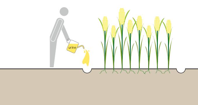 Nutrifying crops with Urine Source: Compendium of Sanitation Systems and Technologies, Swiss