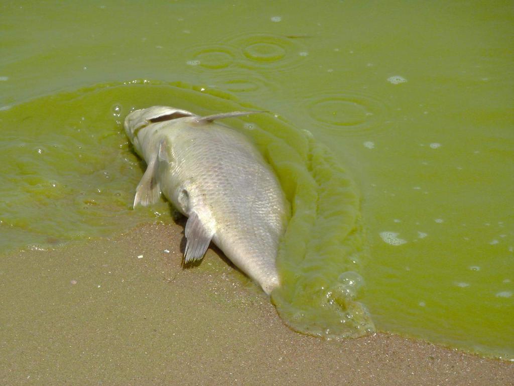 Eutrophication: Overgrowth of algae caused by excess plant
