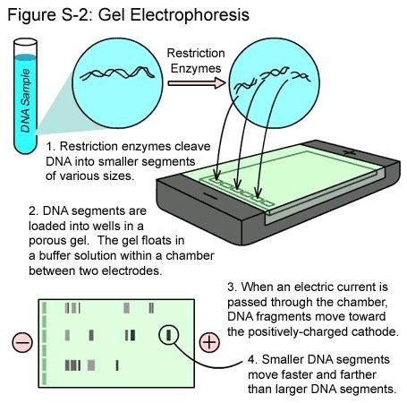 Gel Electrophoresis : A sample of different sized fragments are separated into groups based on fragment mass and electrical charge.