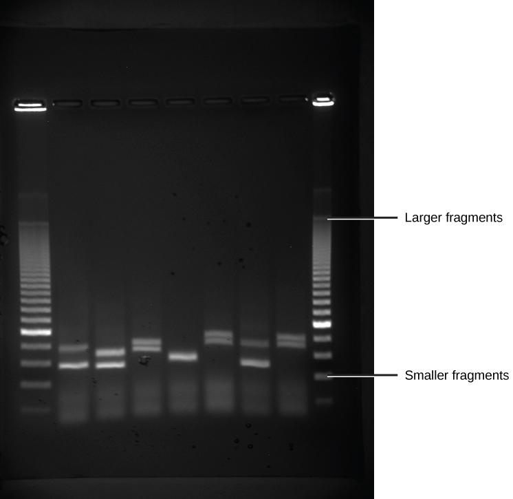 basis of size. The nucleic acids in a gel matrix are invisible until they are stained with a compound that allows them to be seen, such as a dye.