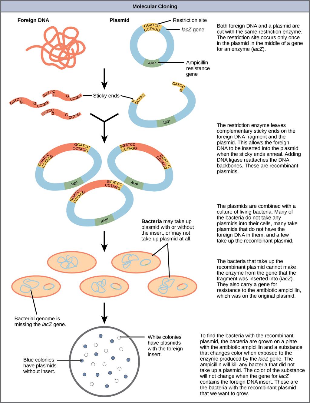 This diagram shows the steps involved in molecular cloning. Plasmids with foreign DNA inserted into them are called recombinant DNA molecules because they contain new combinations of genetic material.