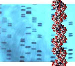 DNA Profiling DNA profiles can be used in paternity suits where there is an unknown parent.
